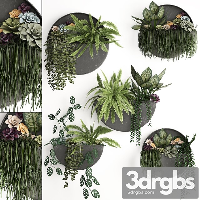 Vertical landscaping for the wall with a black metal shelf with garden, succulents, hanging plants, ferns. set 56 - thumbnail 1