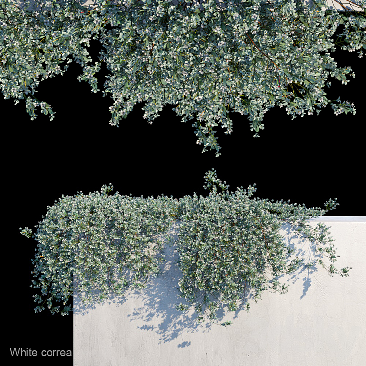 White correa creeper 3DS Max - thumbnail 1