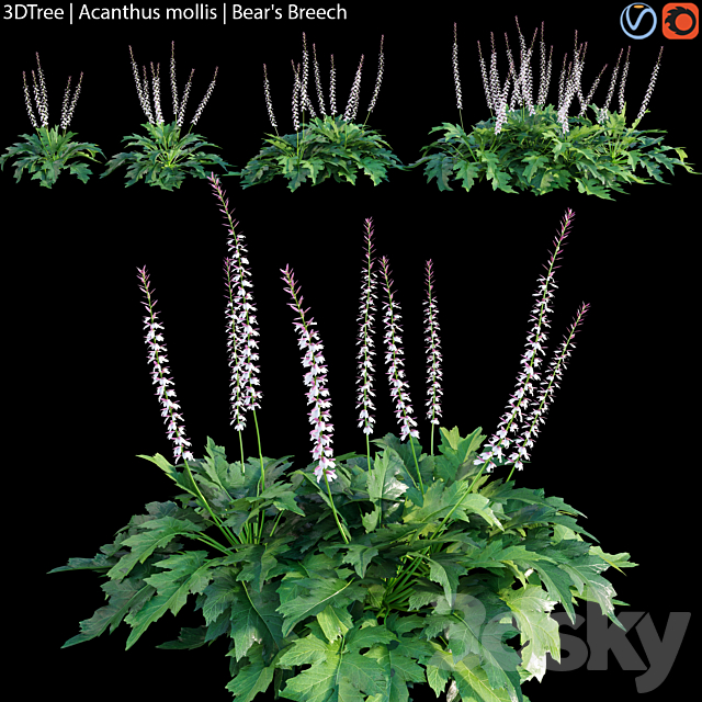 Acanthus mollis | Bear’s breech 3ds Max - thumbnail 1