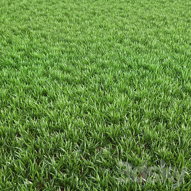 Arch_grass 02 3DS Max Model - thumbnail 3