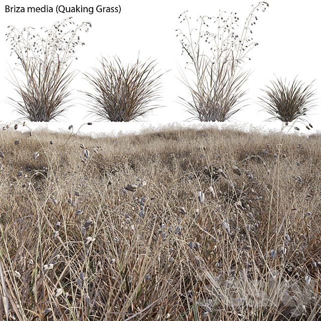 Briza media – Quaking Grass 03 3ds Max - thumbnail 1