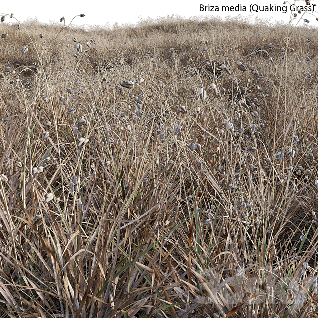 Briza media – Quaking Grass 03 3ds Max - thumbnail 3