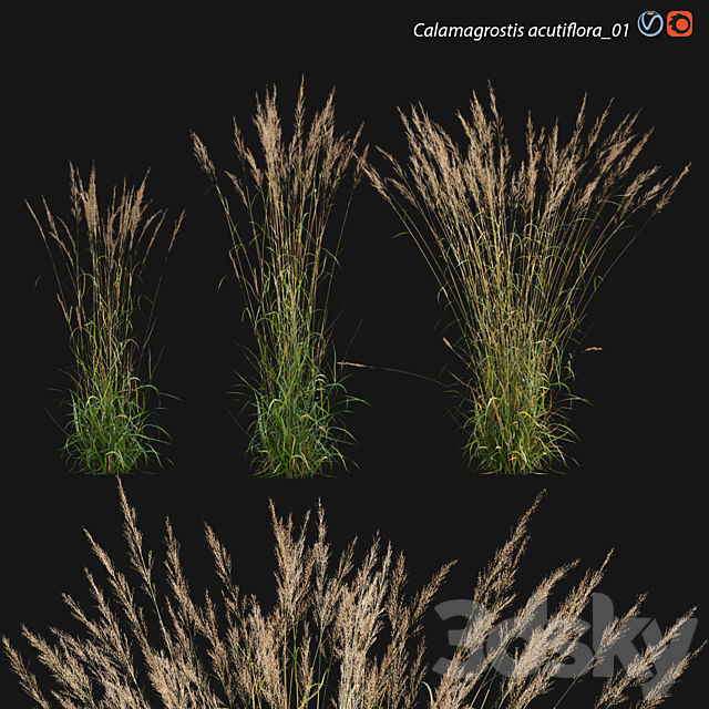 Calamagrostis acutiflora_01 3ds Max - thumbnail 1