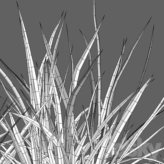 Carex pendula – Pendulous sedge -01 3DS Max Model - thumbnail 3