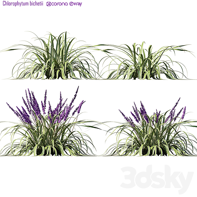 Chlorophytum bichetii 3ds Max - thumbnail 1