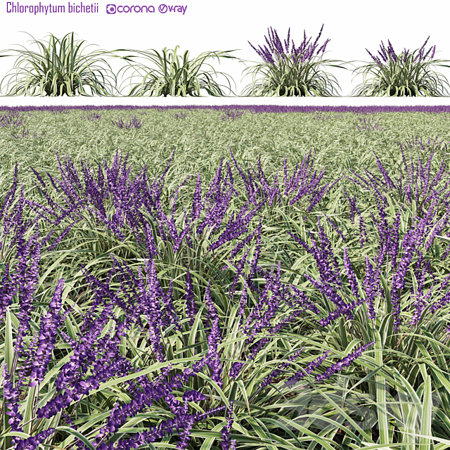 Chlorophytum bichetii 3ds Max - thumbnail 2