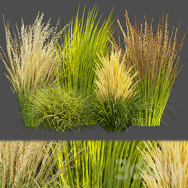 Collection plant vol 383 – grass – outdoor Switchgrass – Northwind 3ds Max - thumbnail 1