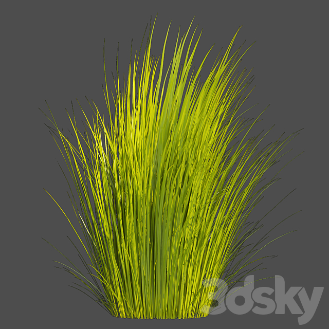 Collection plant vol 383 – grass – outdoor Switchgrass – Northwind 3ds Max - thumbnail 2