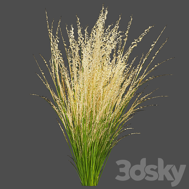 Collection plant vol 383 – grass – outdoor Switchgrass – Northwind 3ds Max - thumbnail 3