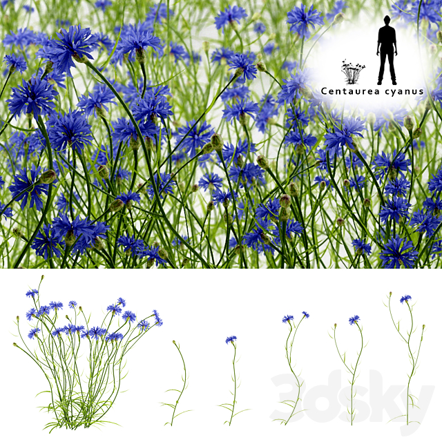 Cornflower blue flower | Centaurea cyanus 3DSMax File - thumbnail 1