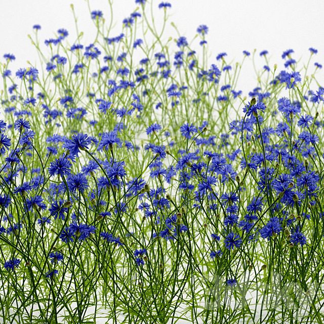 Cornflower blue flower | Centaurea cyanus 3DSMax File - thumbnail 2