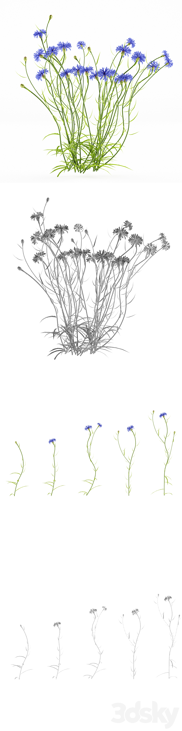 Cornflower blue flower | Centaurea cyanus 3DSMax File - thumbnail 3