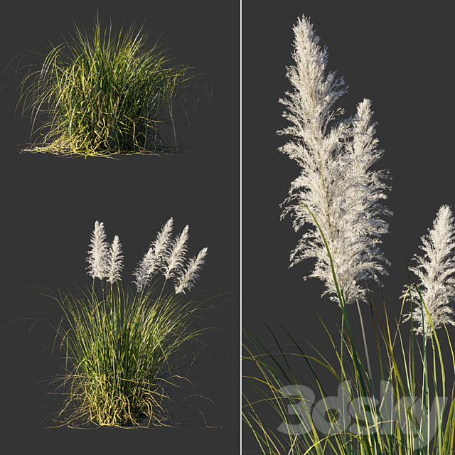 Cortaderia dioecious _ Cortaderia selloana 3ds Max - thumbnail 1