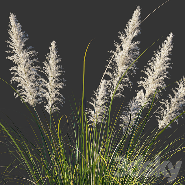 Cortaderia dioecious _ Cortaderia selloana 3ds Max - thumbnail 2