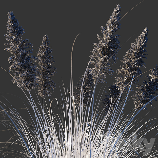 Cortaderia dioecious _ Cortaderia selloana 3ds Max - thumbnail 3