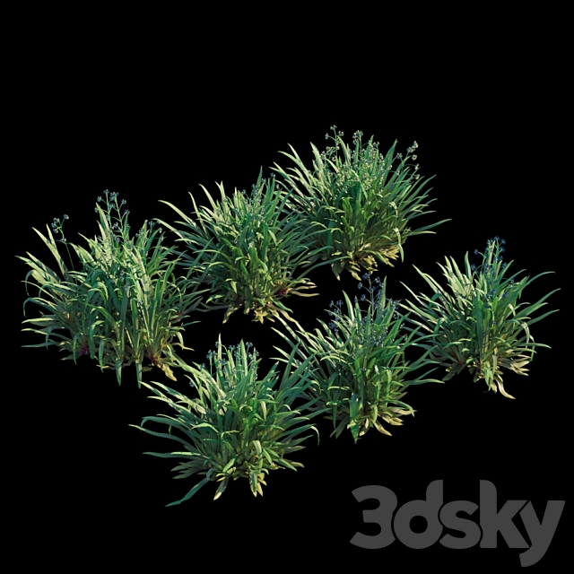 Dianella caerulea 3ds Max - thumbnail 1