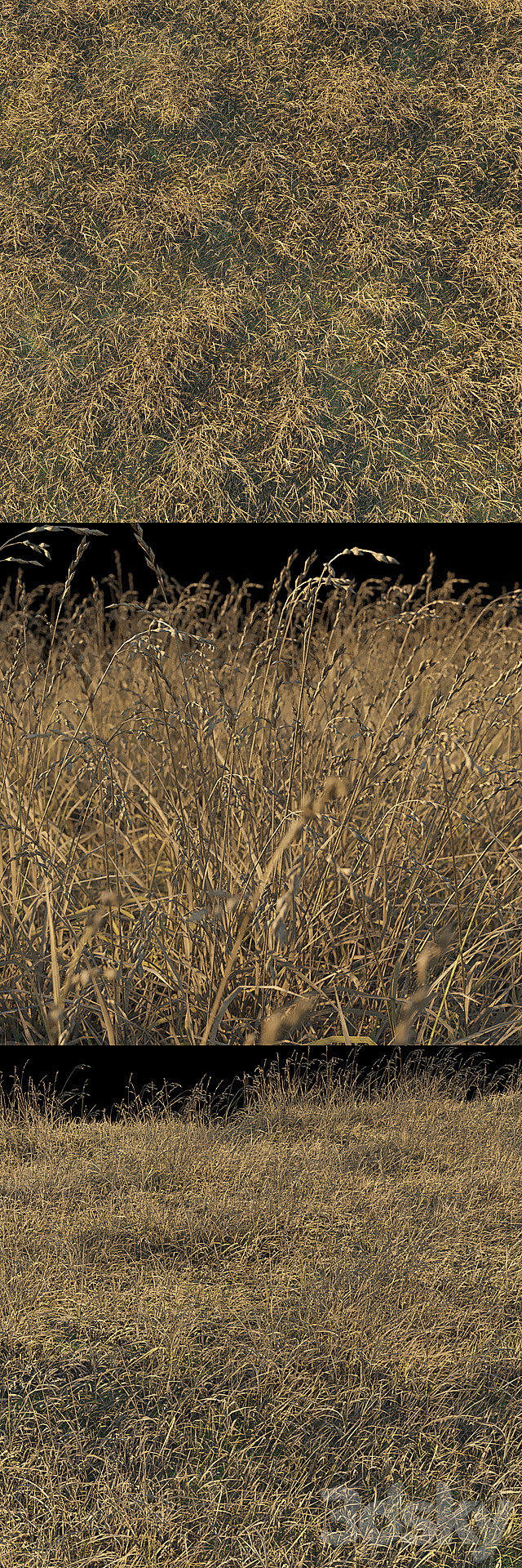 Dry grass 3DSMax File - thumbnail 2