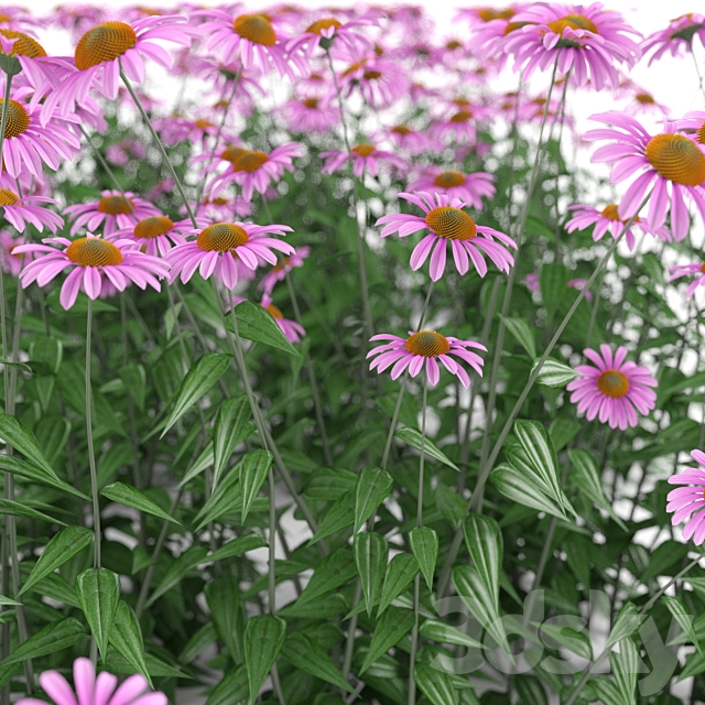 Echinacea purpurea bush | Echinacea purpurea 3DS Max Model - thumbnail 2