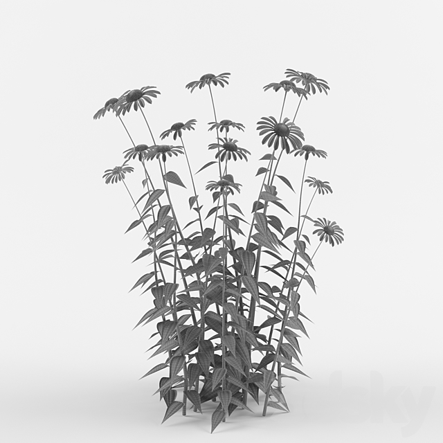 Echinacea purpurea bush | Echinacea purpurea 3DS Max Model - thumbnail 3