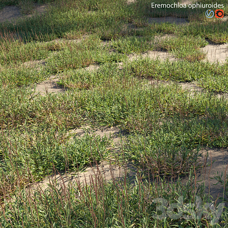 Eremochloa ophiuroides – wild 3DS Max Model - thumbnail 1