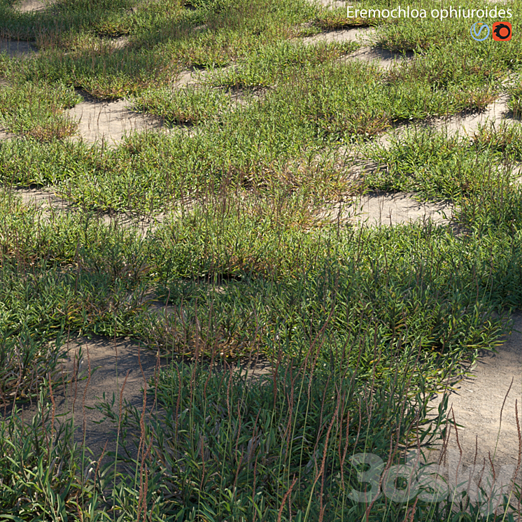 Eremochloa ophiuroides – wild 3DS Max Model - thumbnail 2