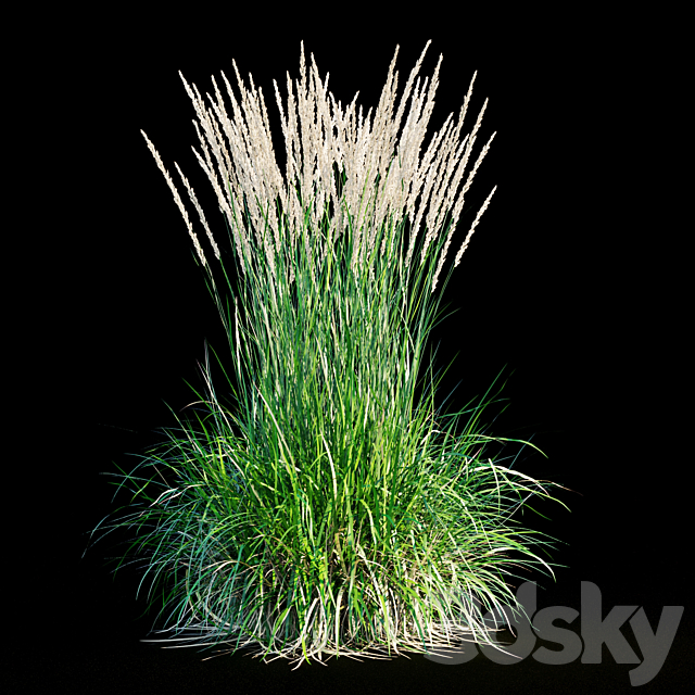 Feather reed grass 3DS Max Model - thumbnail 2