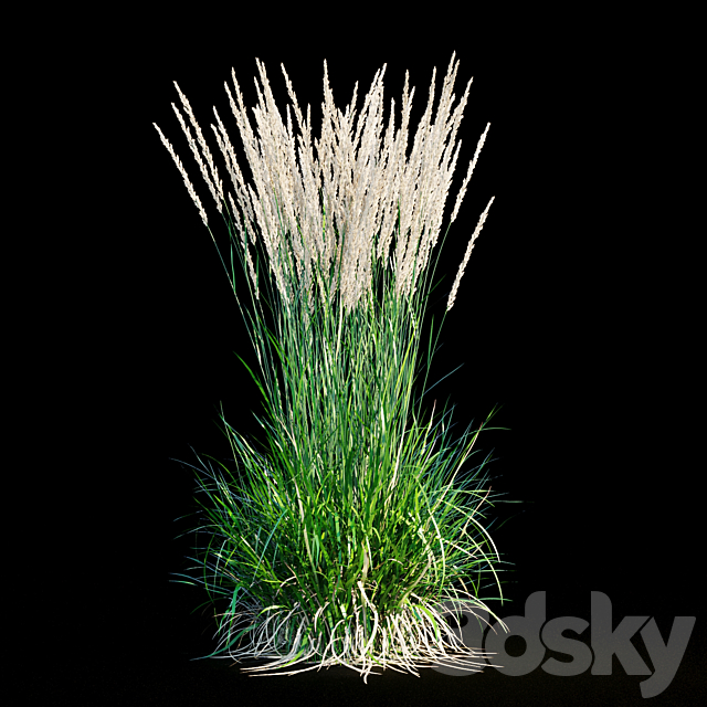 Feather reed grass 3DS Max Model - thumbnail 3