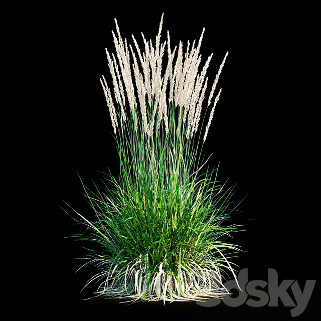 Feather reed grass 3DS Max Model - thumbnail 4