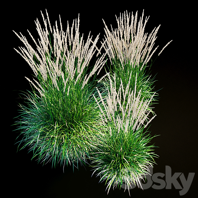 Feather reed grass 3DS Max Model - thumbnail 5