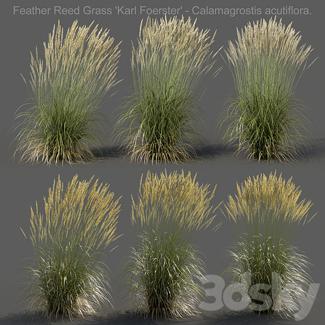 Feather Reed Grass – Calamagrostis acutiflora – High 3ds Max - thumbnail 1