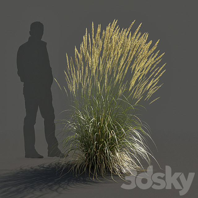 Feather Reed Grass – Calamagrostis acutiflora – High 3ds Max - thumbnail 2