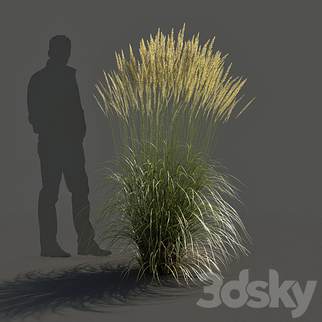 Feather Reed Grass – Calamagrostis acutiflora – High 3ds Max - thumbnail 3