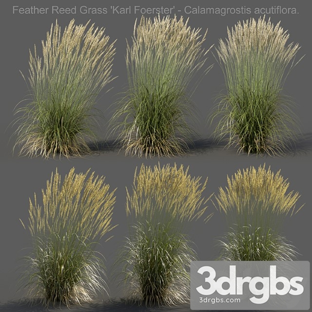 Feather reed grass – calamagrostis acutiflora – high - thumbnail 1