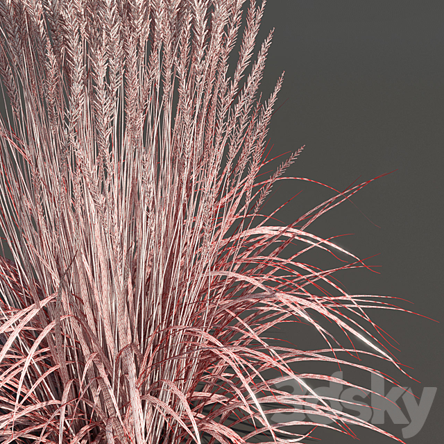 Feather Reed Grass – Calamagrostis acutiflora – Low 3DS Max Model - thumbnail 2