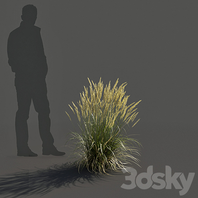 Feather Reed Grass – Calamagrostis acutiflora – Low 3DS Max Model - thumbnail 3