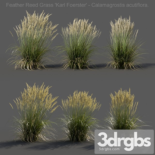 Feather reed grass – calamagrostis acutiflora – low - thumbnail 1