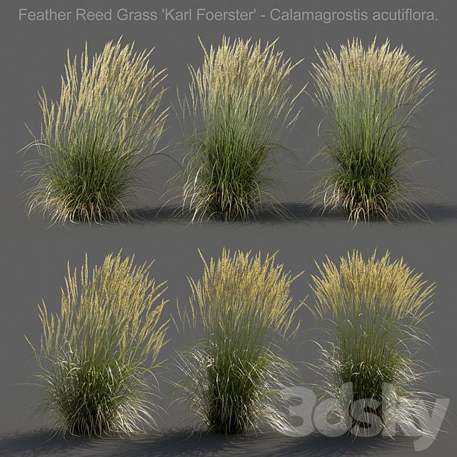 Feather Reed Grass – Calamagrostis acutiflora – Medium 3ds Max - thumbnail 1