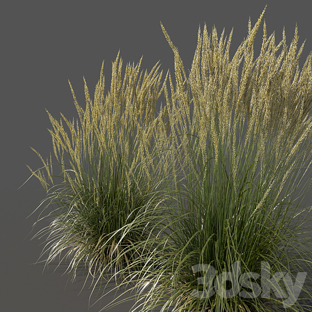 Feather Reed Grass – Calamagrostis acutiflora – Medium 3ds Max - thumbnail 2