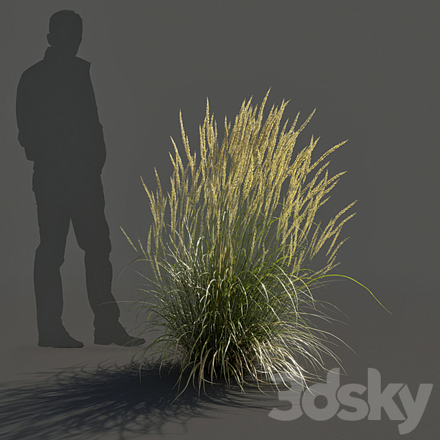 Feather Reed Grass – Calamagrostis acutiflora – Medium 3ds Max - thumbnail 3