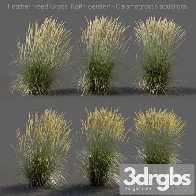 Feather reed grass – calamagrostis acutiflora – medium - thumbnail 1