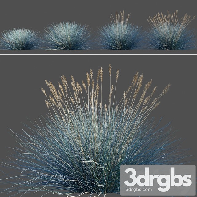 festuca glauca - thumbnail 1