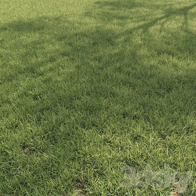 Field grass 02 3ds Max - thumbnail 1