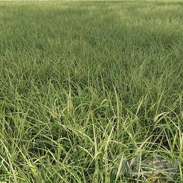 Field grass 02 3ds Max - thumbnail 2