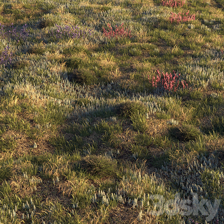 Field herbs | grass 3DS Max - thumbnail 1
