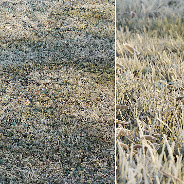 Frosty grass 3DS Max Model - thumbnail 1