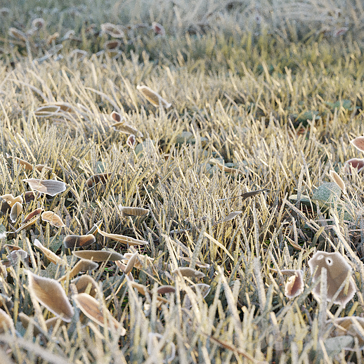 Frosty grass 3DS Max Model - thumbnail 2