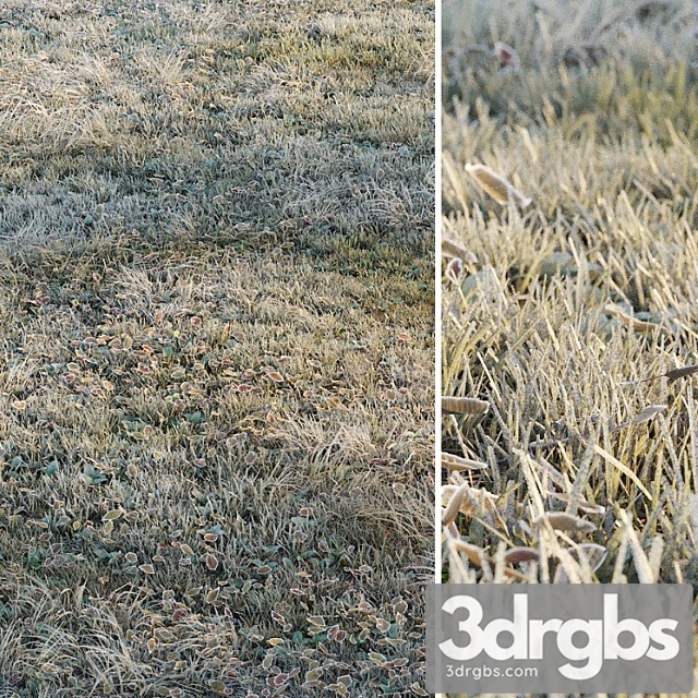 Frosty grass - thumbnail 1