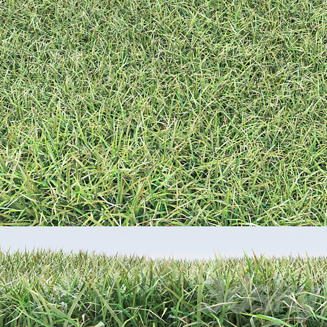 grass 3DSMax File - thumbnail 1