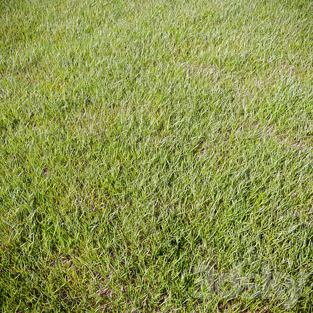 Grass_for_landscaping 3ds Max - thumbnail 1