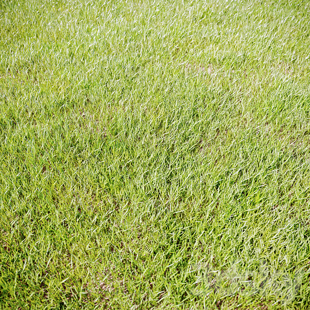 Grass_for_landscaping 3ds Max - thumbnail 2